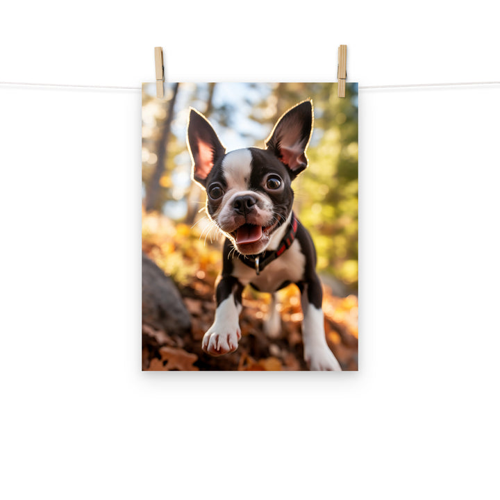 Boston Terrier Photo paper poster - PosterfyAI.com