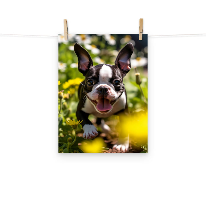 Boston Terrier Photo paper poster - PosterfyAI.com