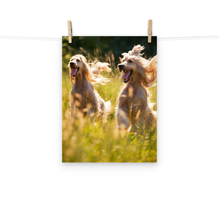 Afghan Hound Photo paper poster - PosterfyAI.com