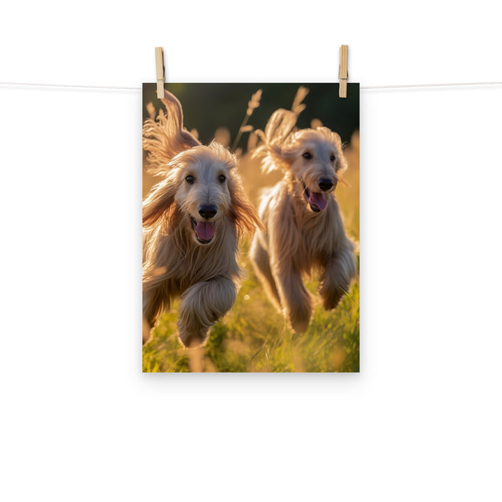 Afghan Hound Photo paper poster - PosterfyAI.com