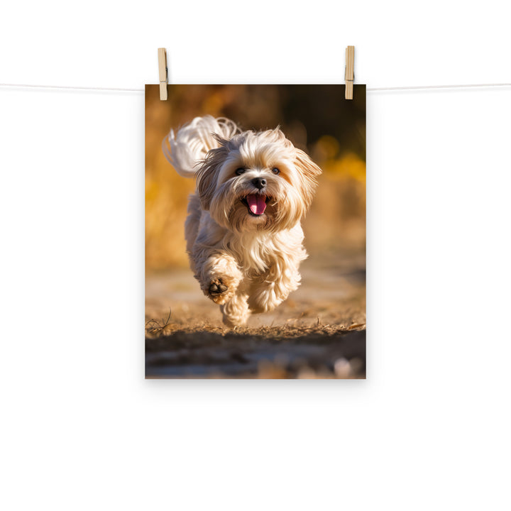 Lhasa Apso Photo paper poster - PosterfyAI.com