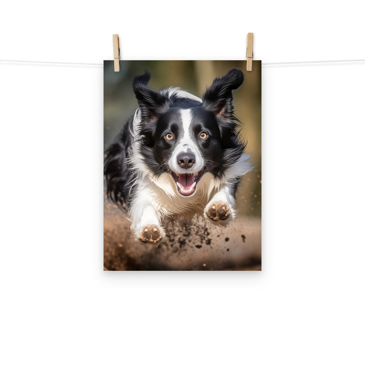 Border Collie Photo paper poster - PosterfyAI.com