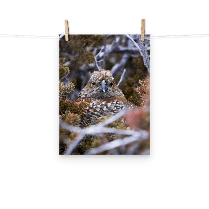 Grouse Photo paper poster - PosterfyAI.com