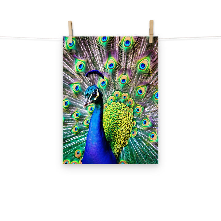Peacock Photo paper poster - PosterfyAI.com