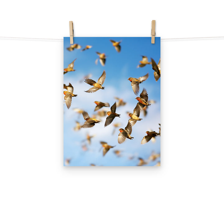 Finch Photo paper poster - PosterfyAI.com