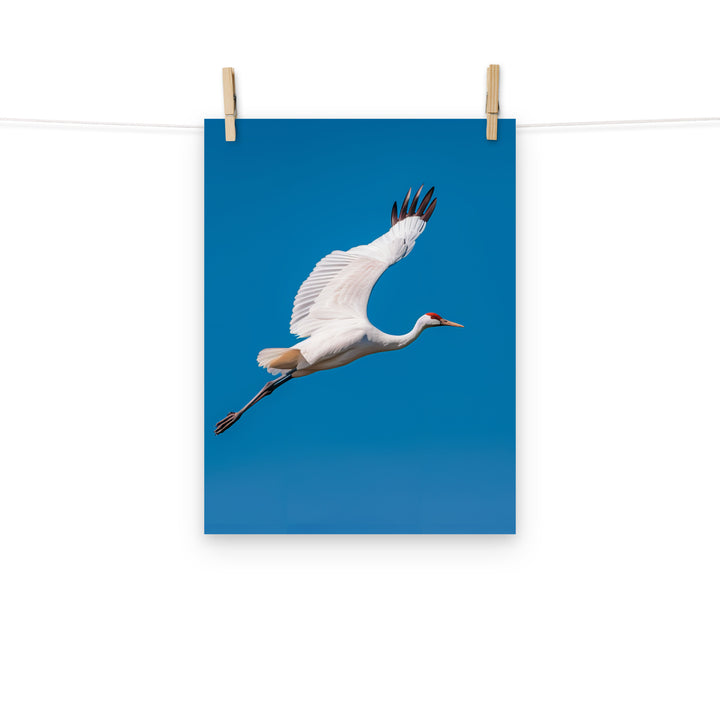 Crane Photo paper poster - PosterfyAI.com