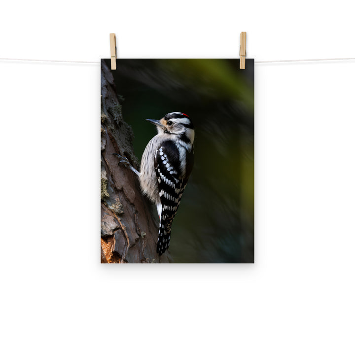 Woodpecker Photo paper poster - PosterfyAI.com