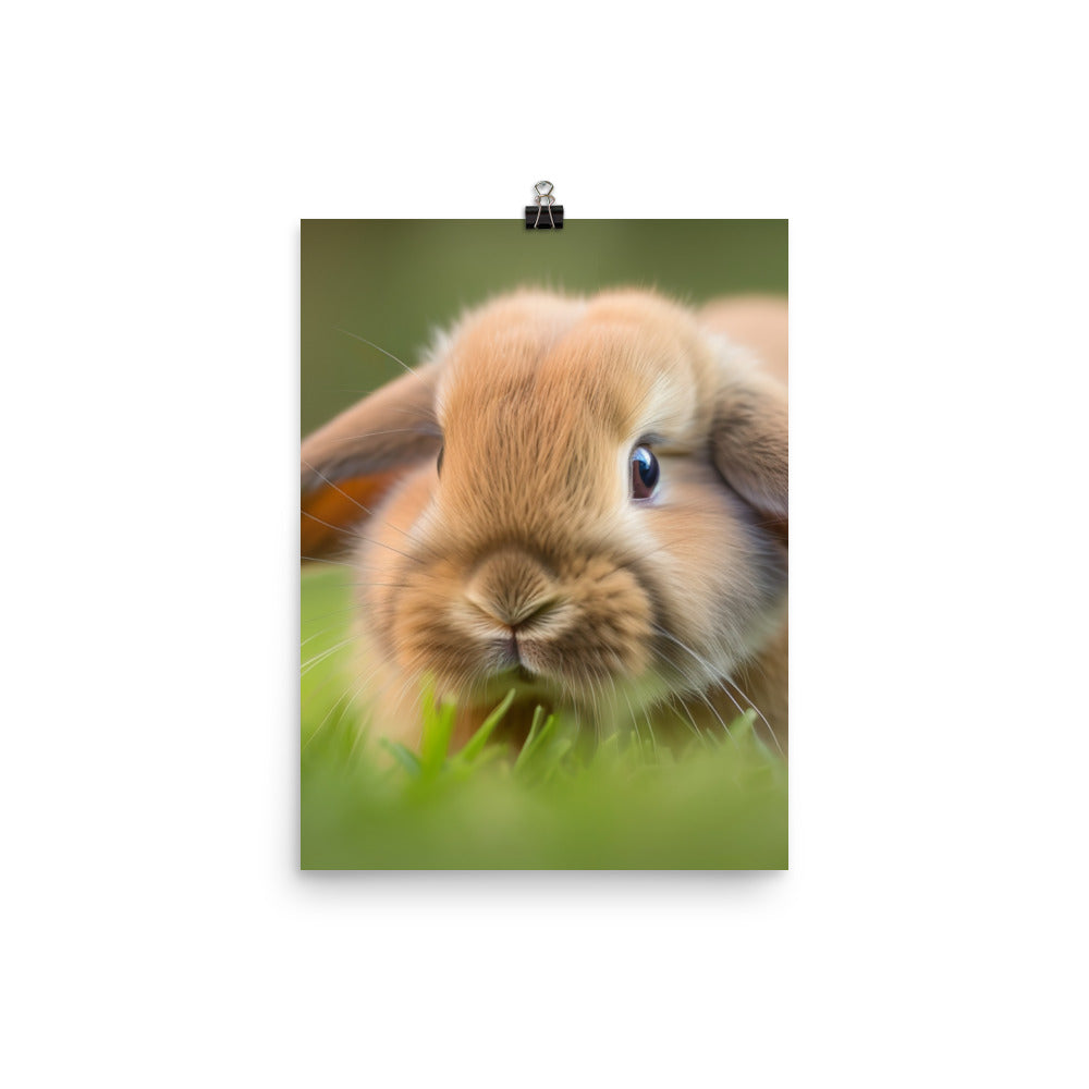 Holland Lop Photo paper poster - PosterfyAI.com