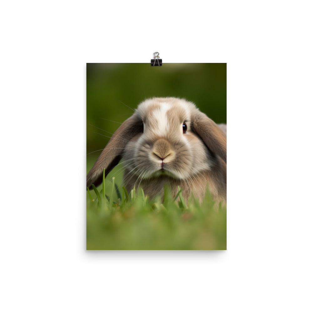 Holland Lop Photo paper poster - PosterfyAI.com