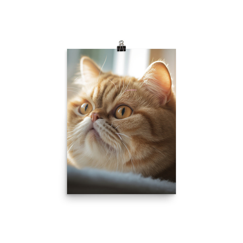 Exotic Shorthair Cat with Big Round Eyes Photo paper poster - PosterfyAI.com