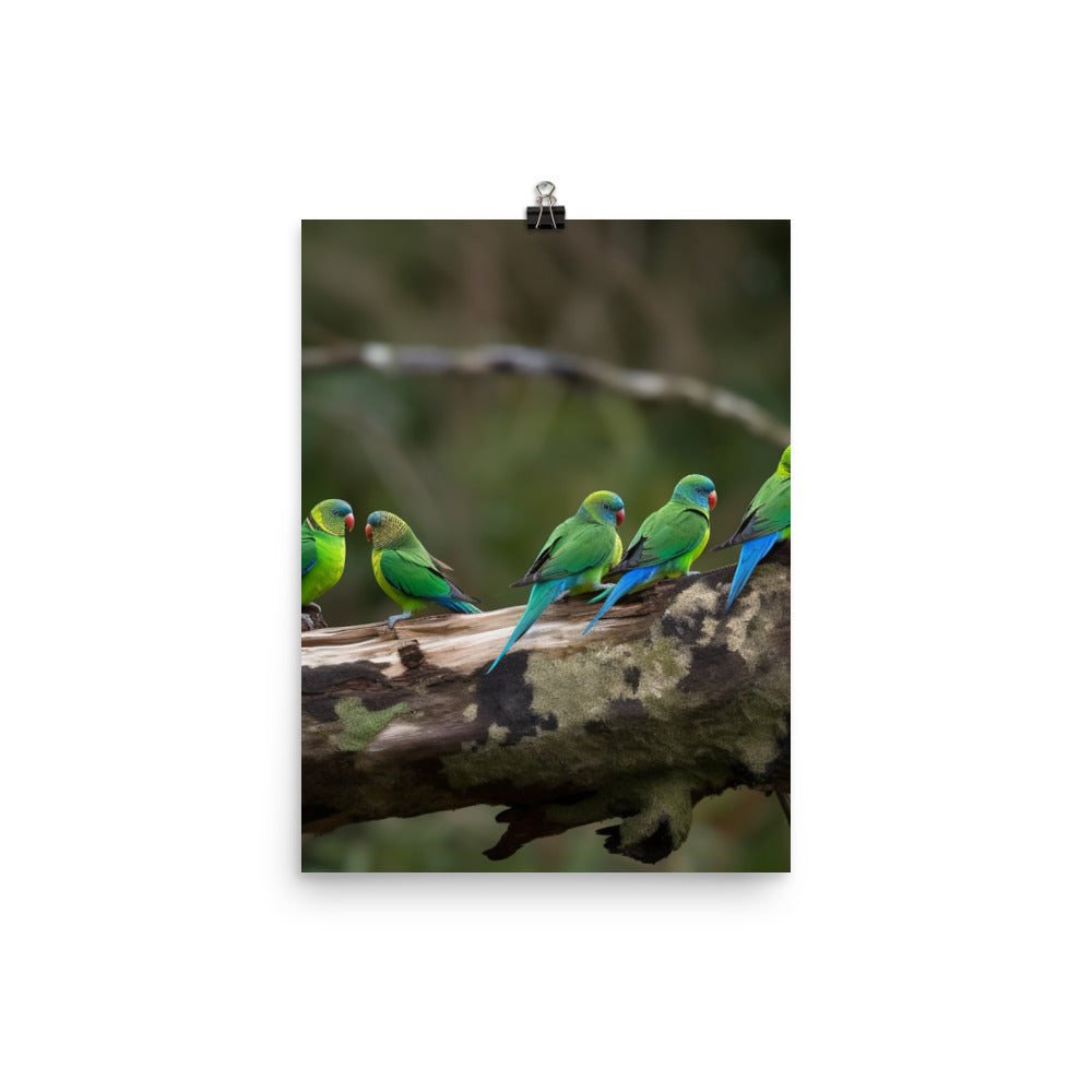 Rainbow Parakeets Photo paper poster - PosterfyAI.com