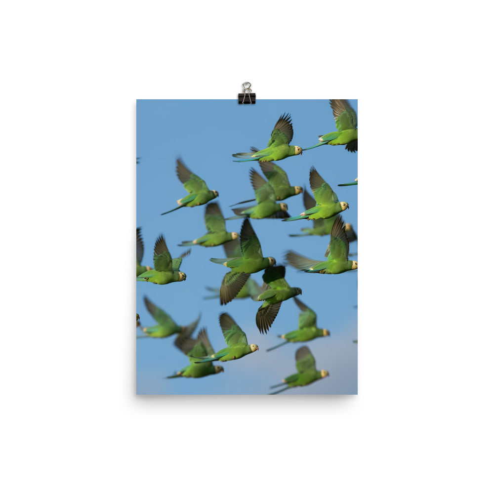 Parakeet Flight Photo paper poster - PosterfyAI.com