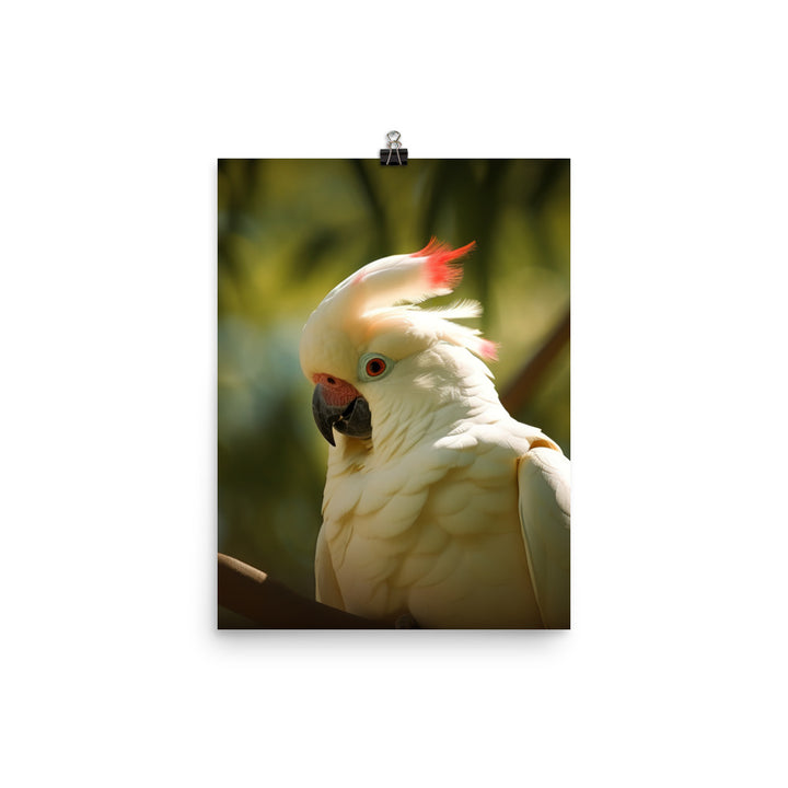 Moluccan Cockatoo Photo paper poster - PosterfyAI.com