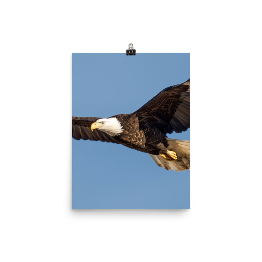 Majestic Bald Eagle Soaring in the Sky Photo paper poster - PosterfyAI.com