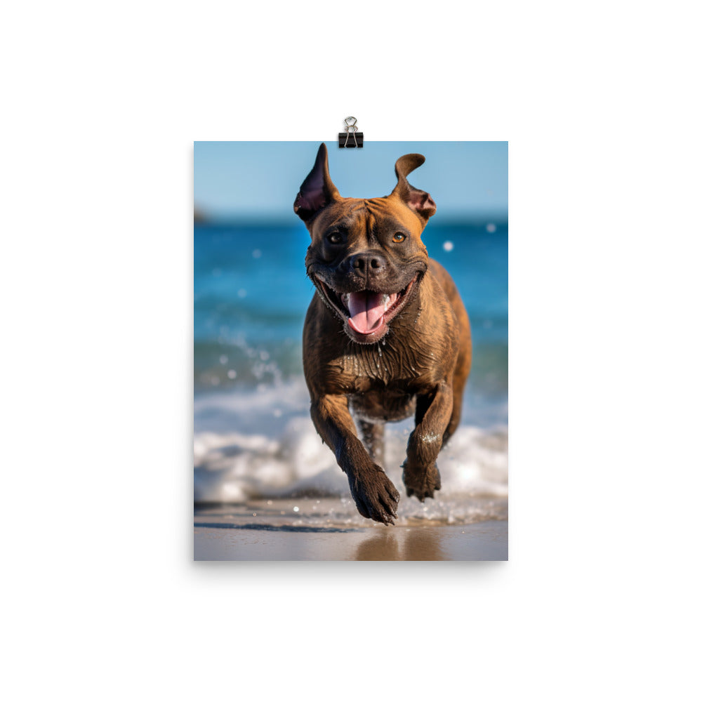 Playful American Staffordshire Terrier Photo paper poster - PosterfyAI.com