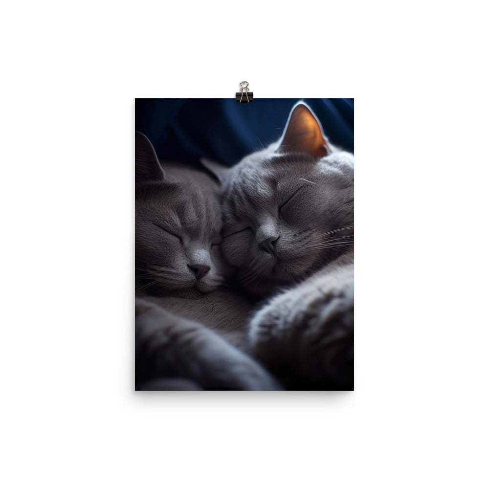British Shorthair Cat Photo paper poster - PosterfyAI.com