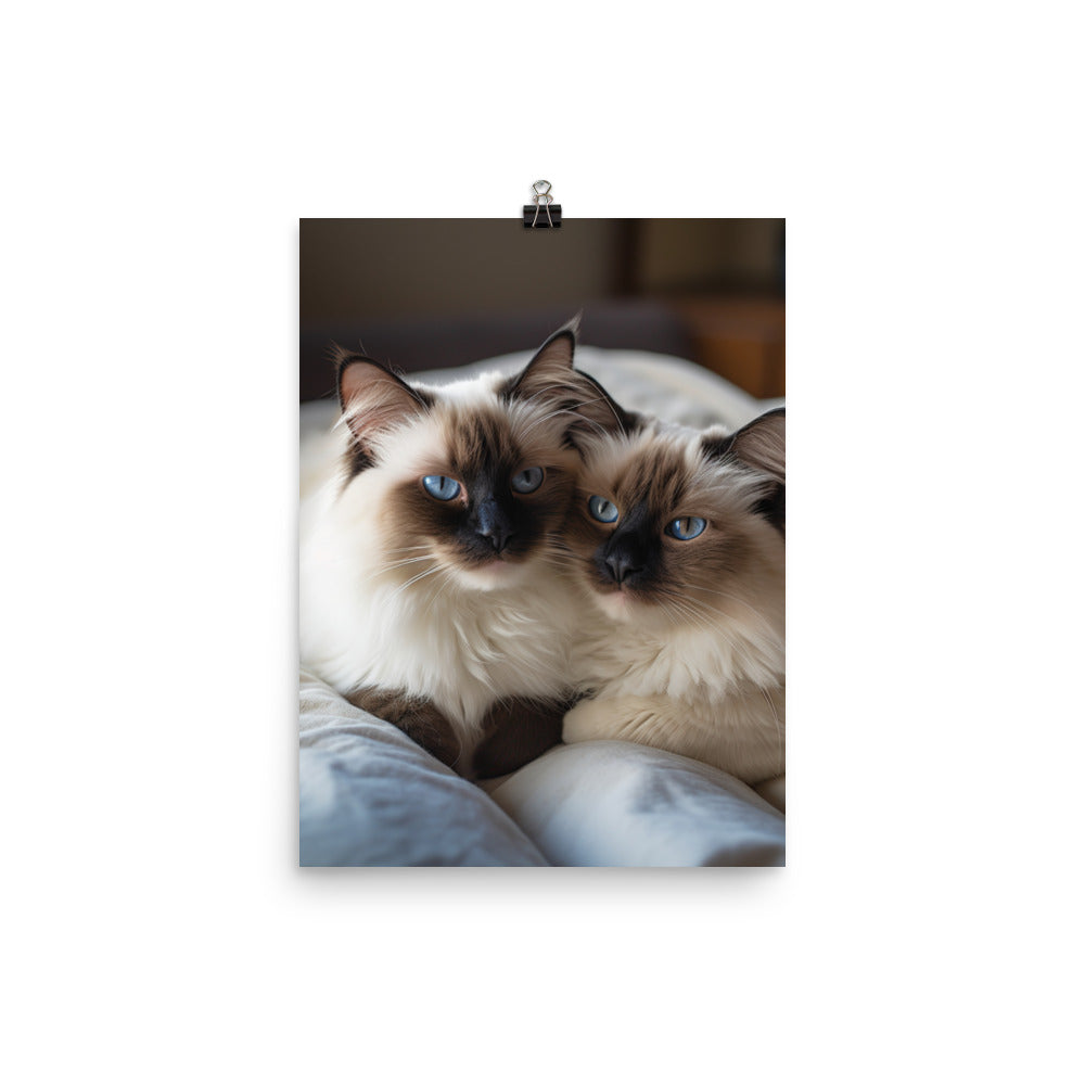 Ragdoll Companions Photo paper poster - PosterfyAI.com