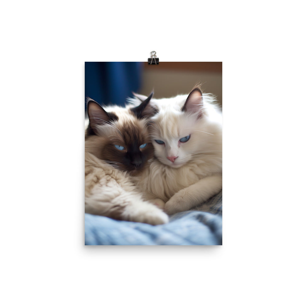 Ragdoll Companions Photo paper poster - PosterfyAI.com