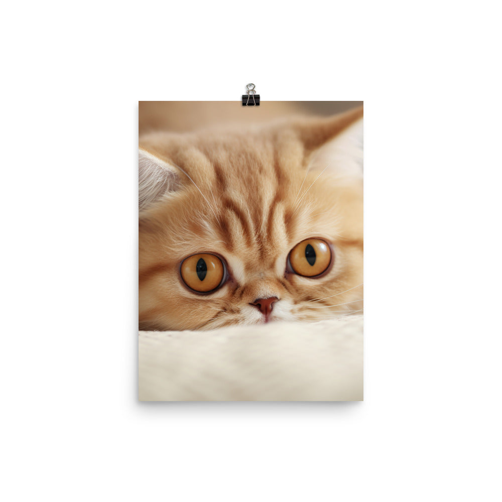 Exotic Shorthair Kitten Photo paper poster - PosterfyAI.com