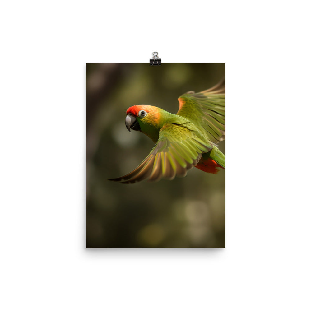 A Conure in mid flight Photo paper poster - PosterfyAI.com