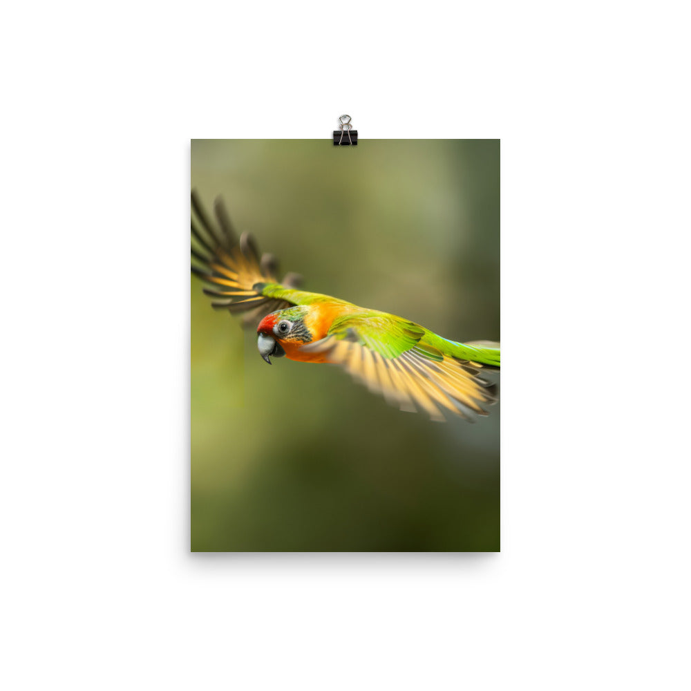 A Conure in mid flight Photo paper poster - PosterfyAI.com
