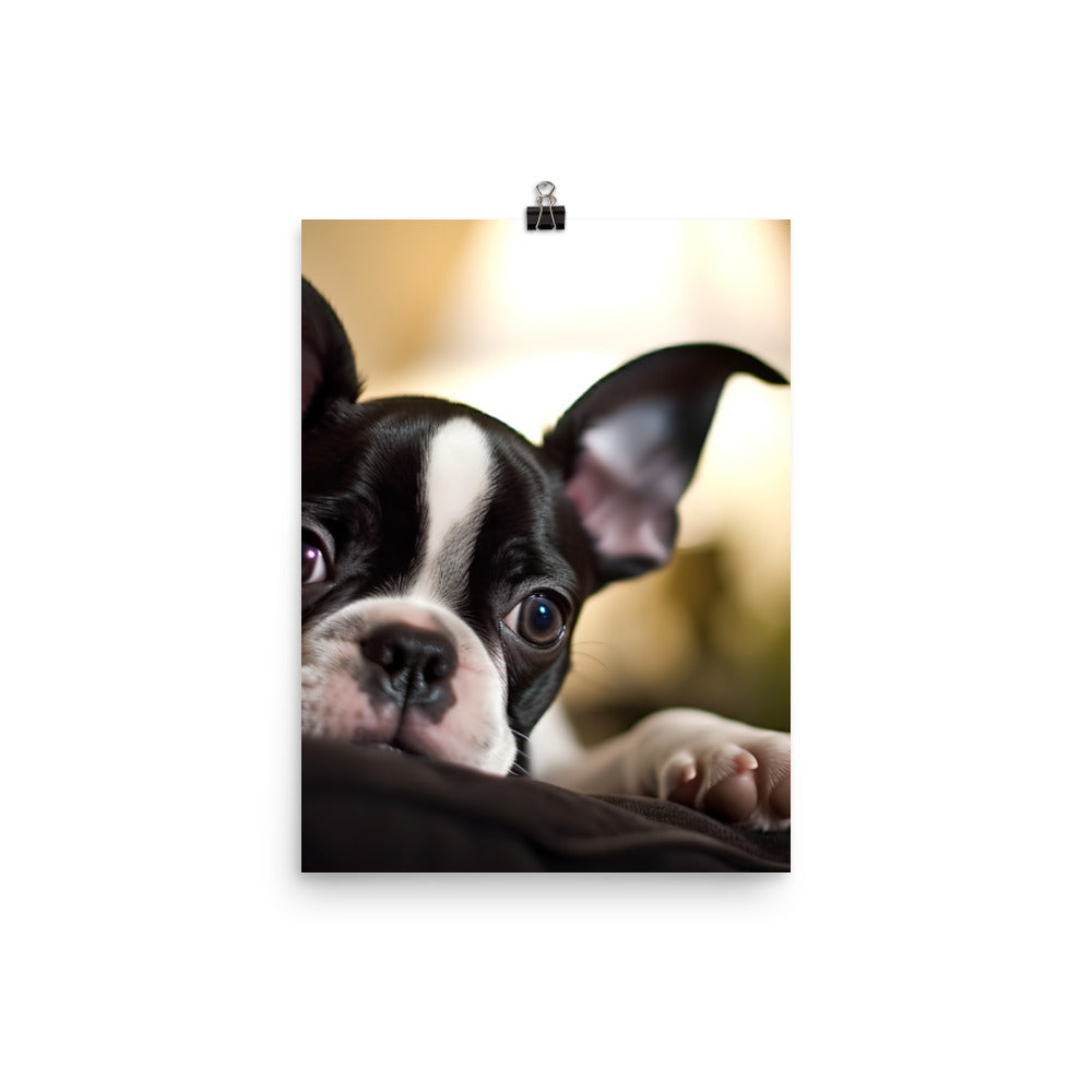 Boston Terrier Pup at Home Photo paper poster - PosterfyAI.com