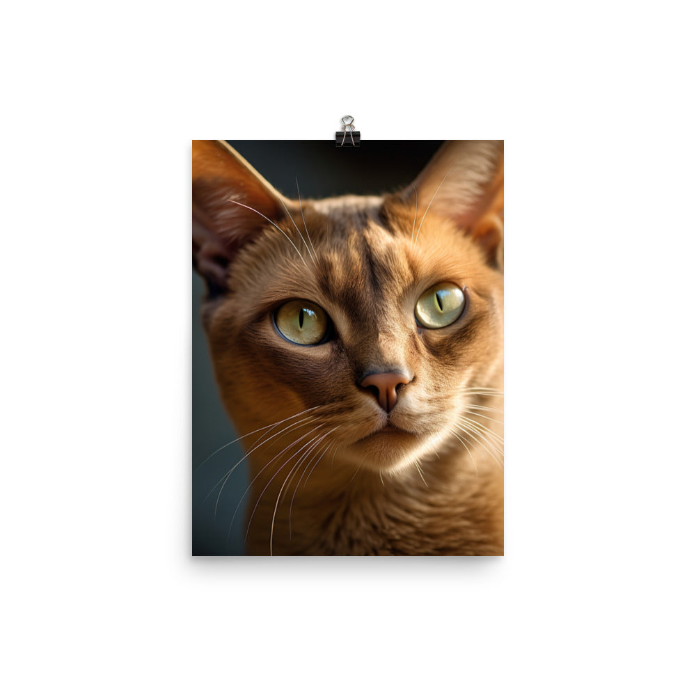 Elegance of Burmese Cat Photo paper poster - PosterfyAI.com