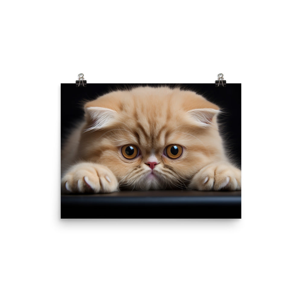 Exotic Shorthair Photo paper poster - PosterfyAI.com