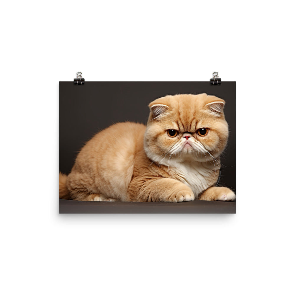Exotic Shorthair Photo paper poster - PosterfyAI.com