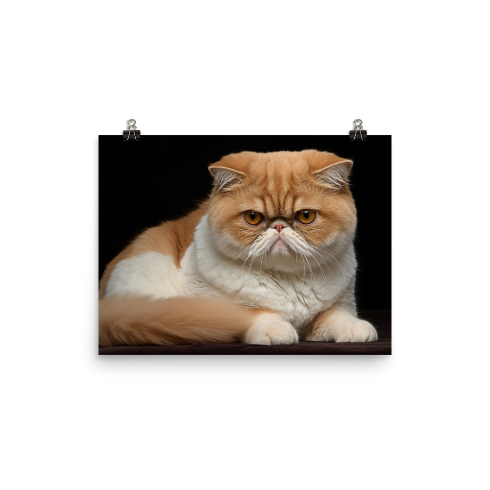 Exotic Shorthair Photo paper poster - PosterfyAI.com