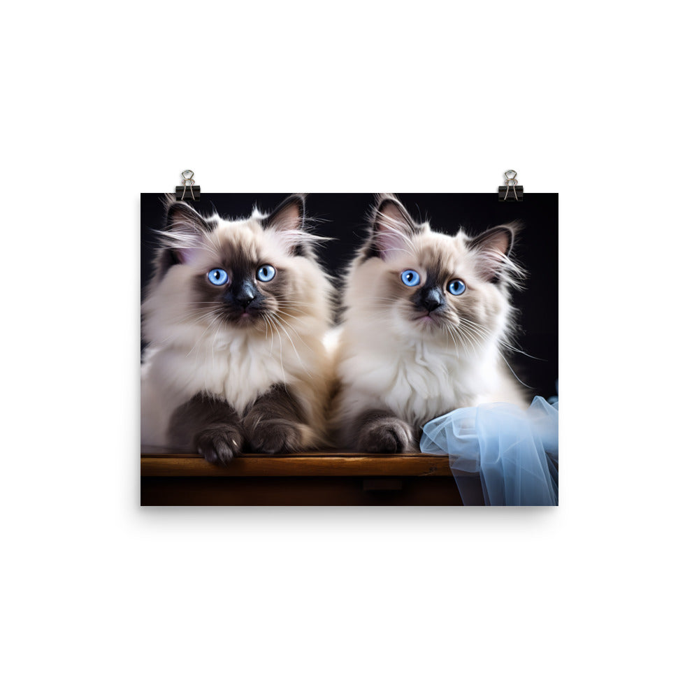Ragdoll Photo paper poster - PosterfyAI.com