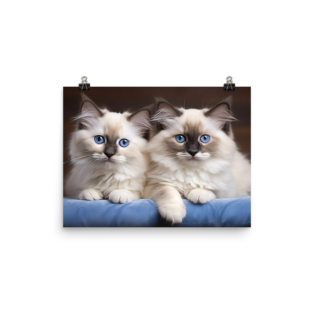 Ragdoll Photo paper poster - PosterfyAI.com