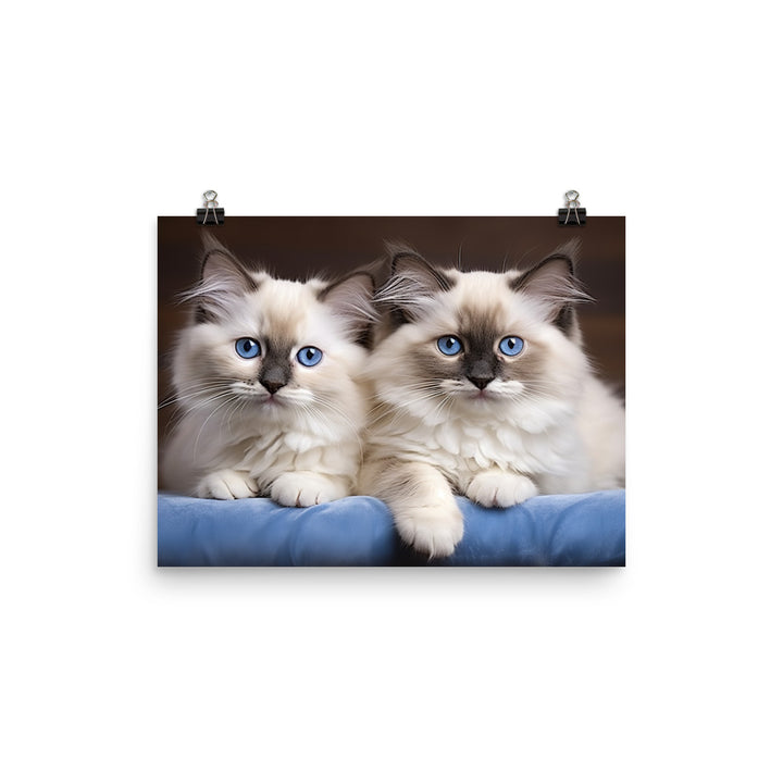 Ragdoll Photo paper poster - PosterfyAI.com