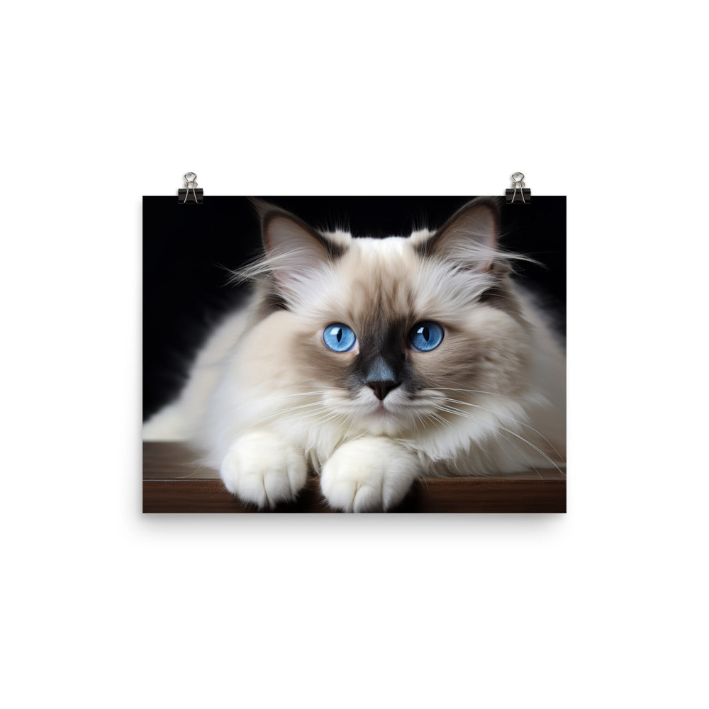 Ragdoll Photo paper poster - PosterfyAI.com