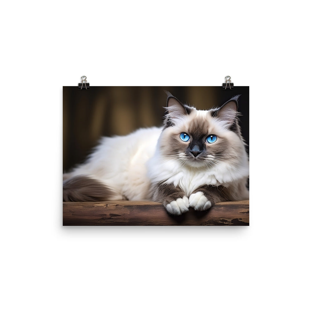 Ragdoll Photo paper poster - PosterfyAI.com