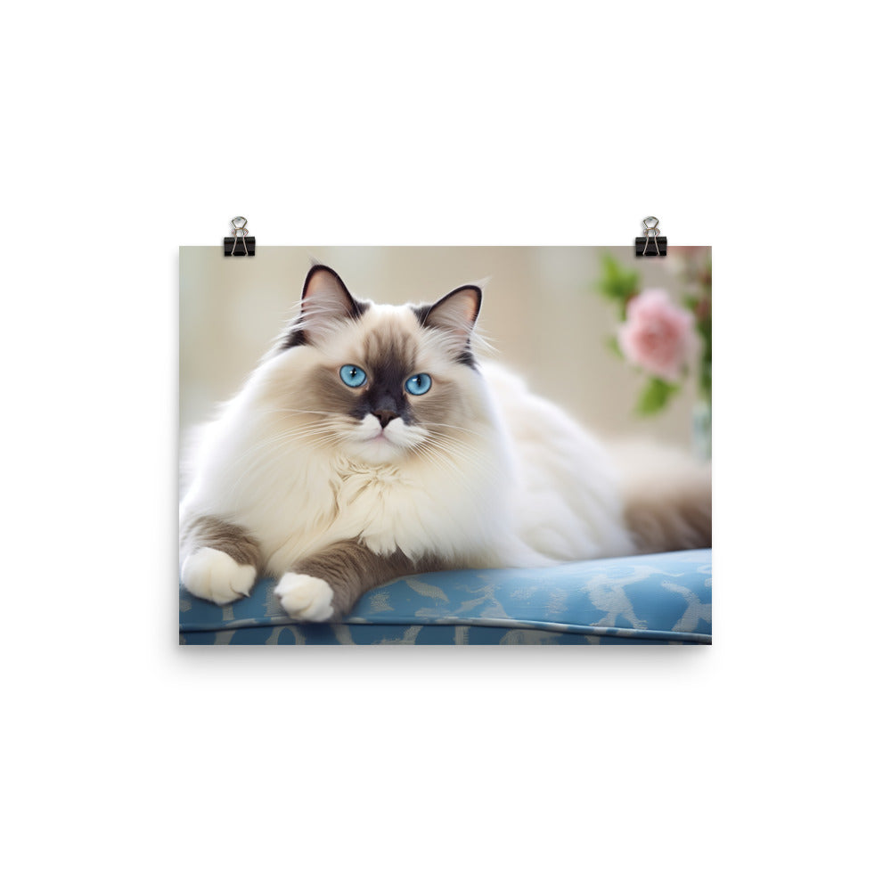 Ragdoll Photo paper poster - PosterfyAI.com