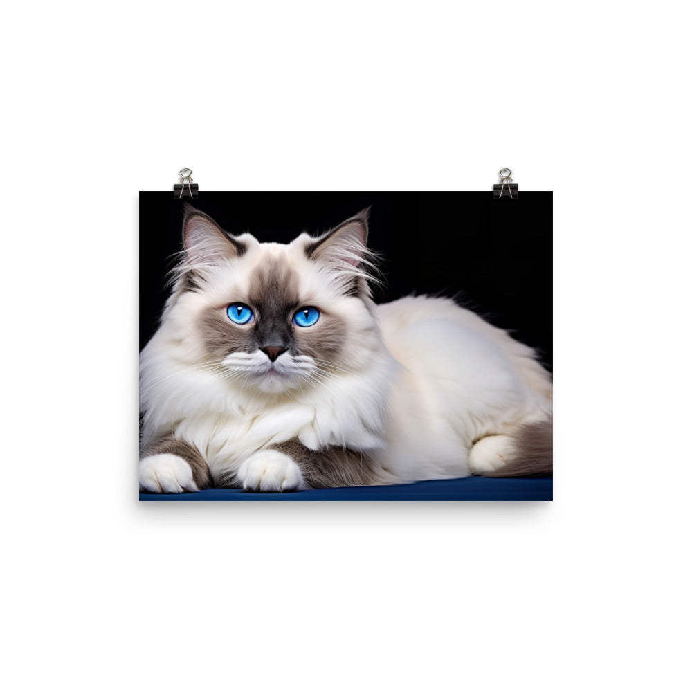 Ragdoll Photo paper poster - PosterfyAI.com