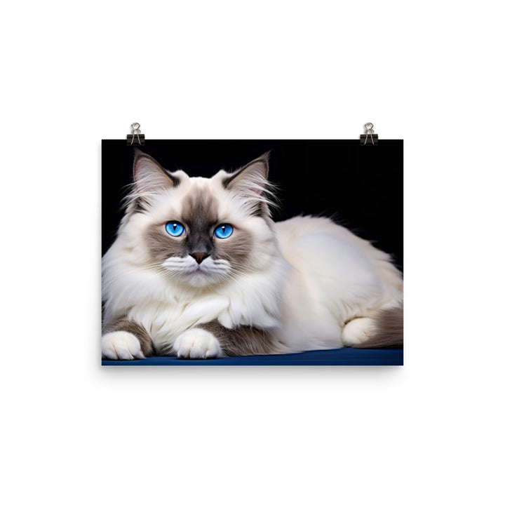 Ragdoll Photo paper poster - PosterfyAI.com