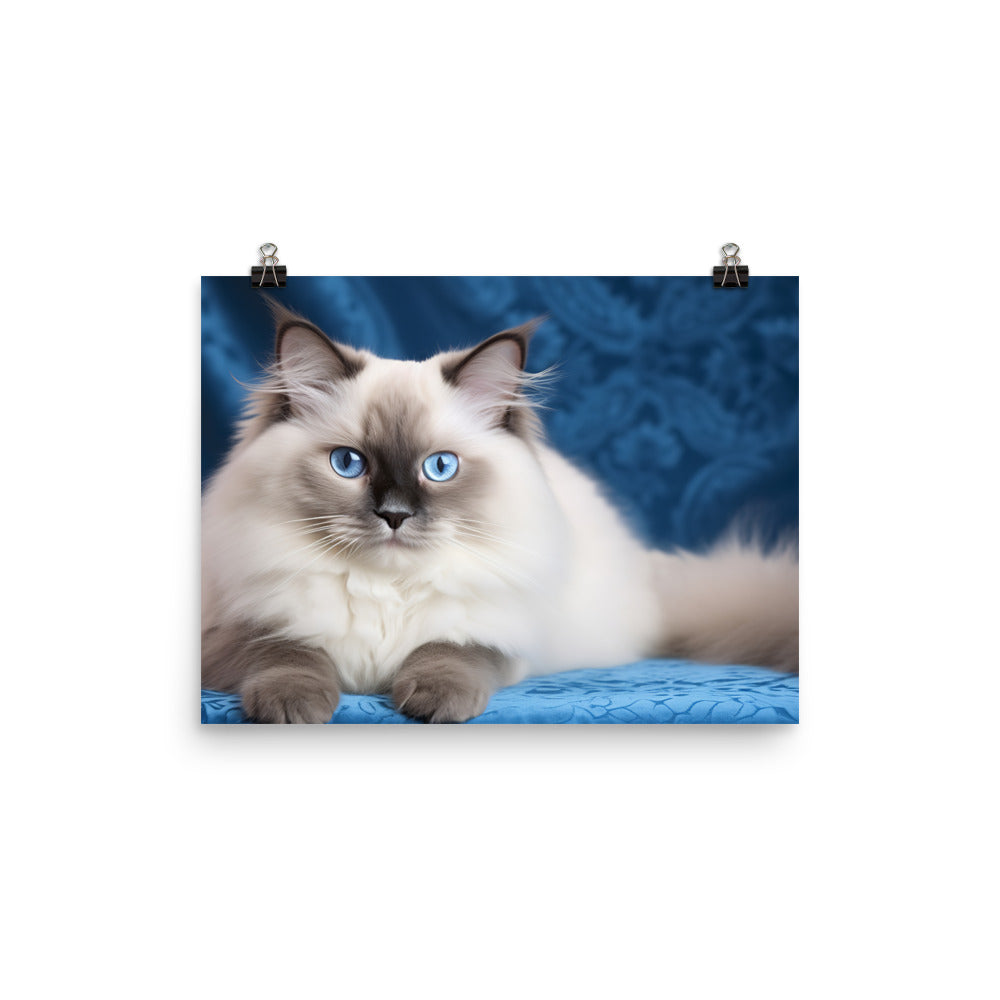 Ragdoll Photo paper poster - PosterfyAI.com