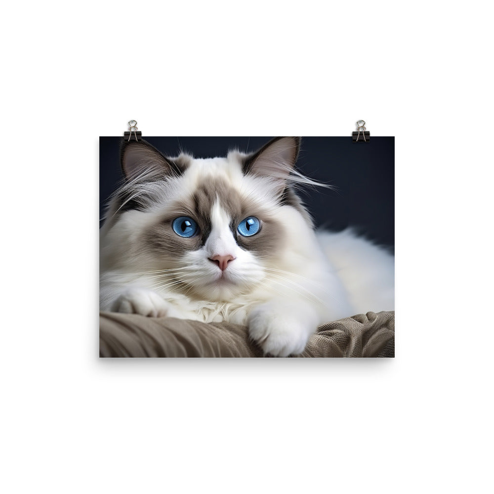 Ragdoll Photo paper poster - PosterfyAI.com