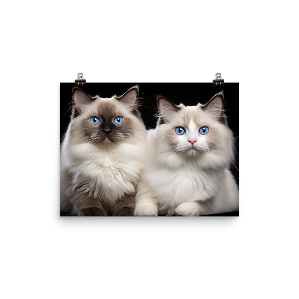 Ragdoll Photo paper poster - PosterfyAI.com