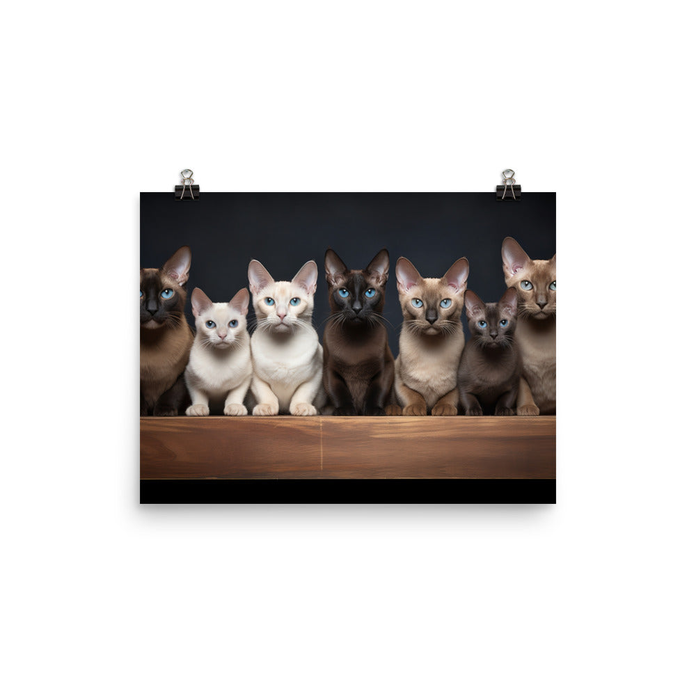 Tonkinese Photo paper poster - PosterfyAI.com