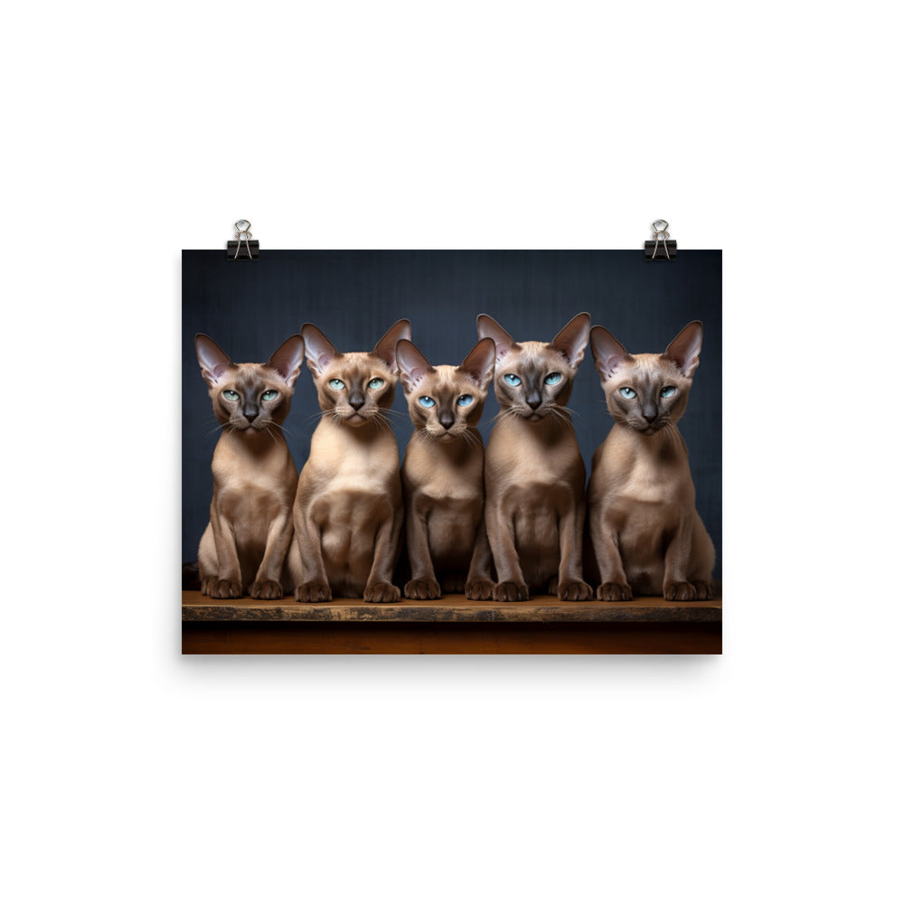 Tonkinese Photo paper poster - PosterfyAI.com