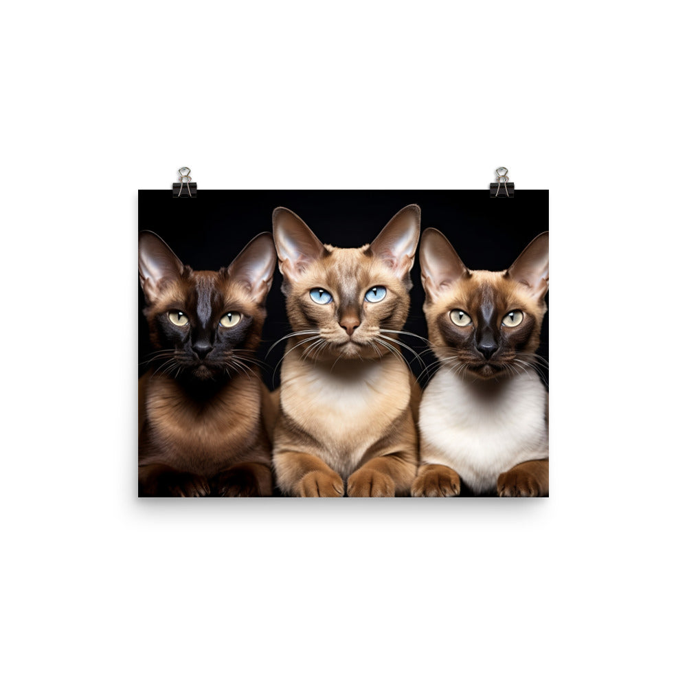 Tonkinese Photo paper poster - PosterfyAI.com