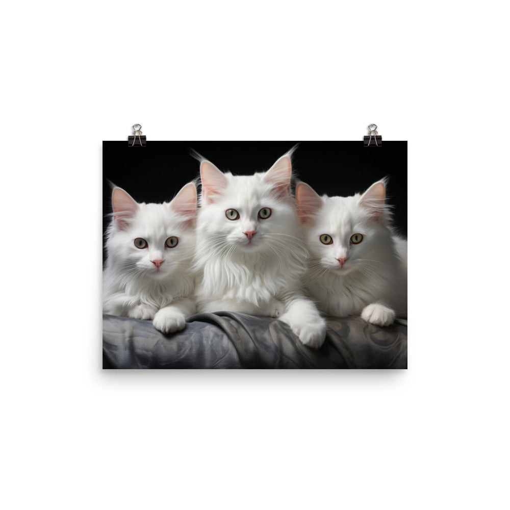 Turkish Angora Photo paper poster - PosterfyAI.com