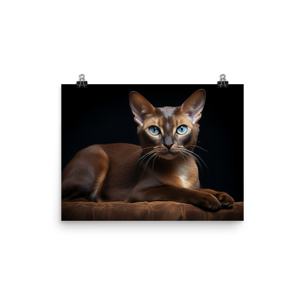 Burmese Photo paper poster - PosterfyAI.com