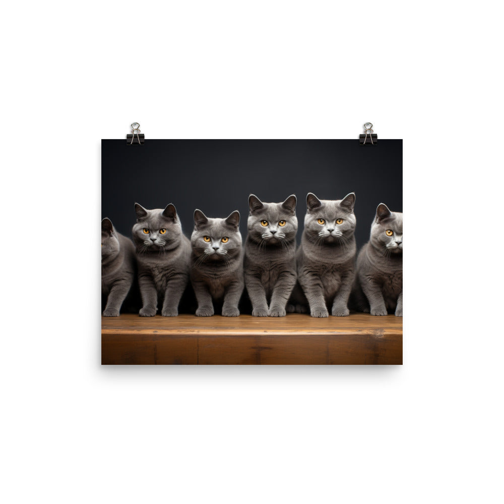 British Shorthair Photo paper poster - PosterfyAI.com