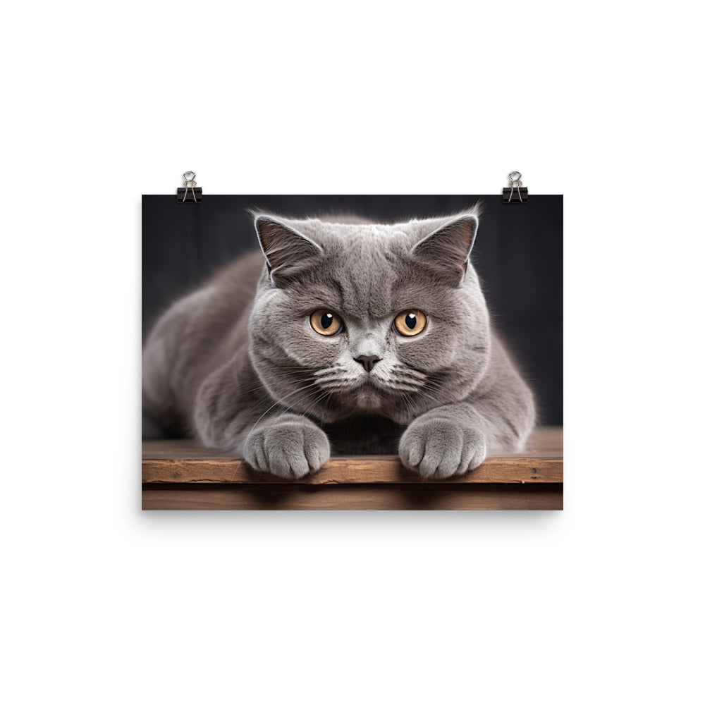 British Shorthair Photo paper poster - PosterfyAI.com