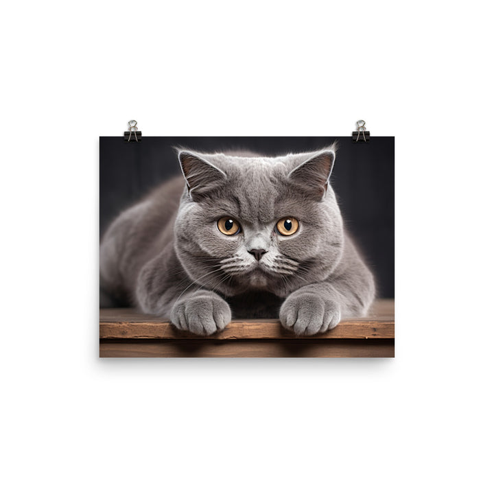 British Shorthair Photo paper poster - PosterfyAI.com