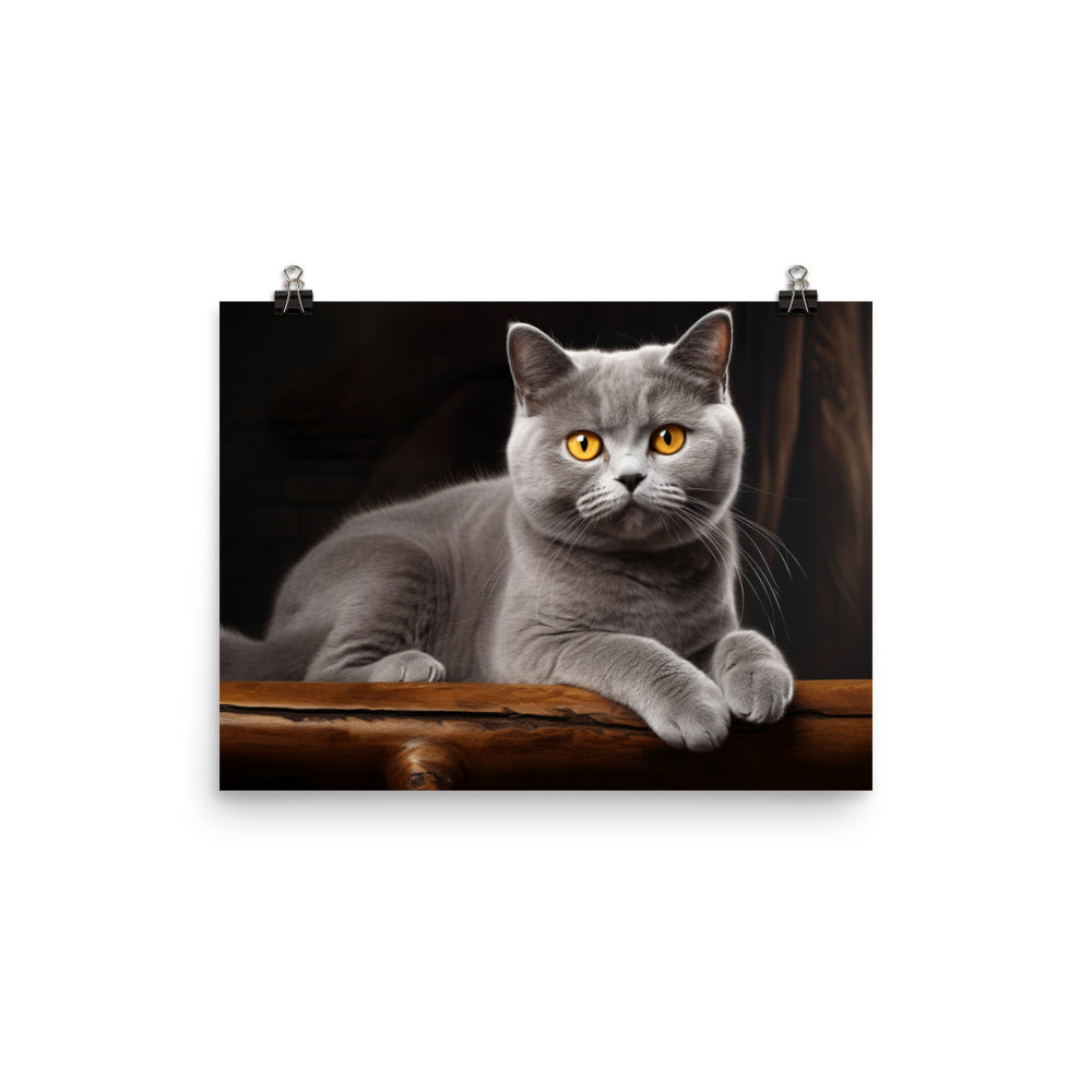 British Shorthair Photo paper poster - PosterfyAI.com